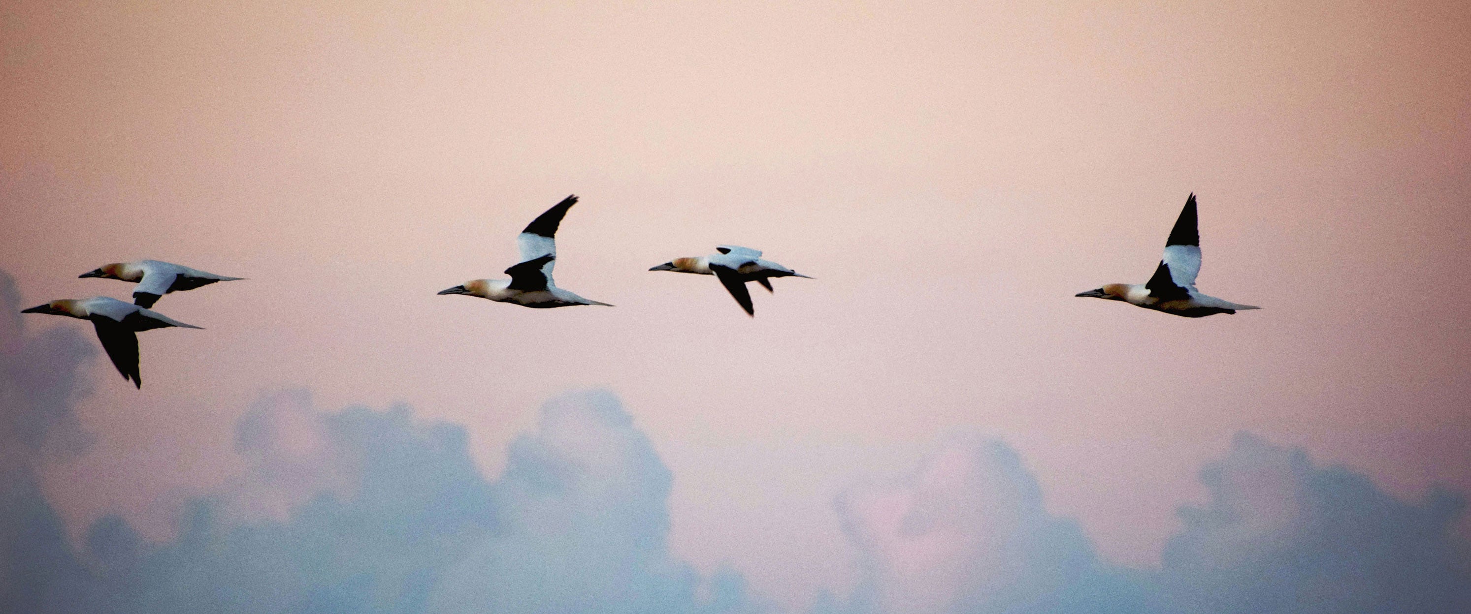 Protecting The Birds this Earth Month and Beyond