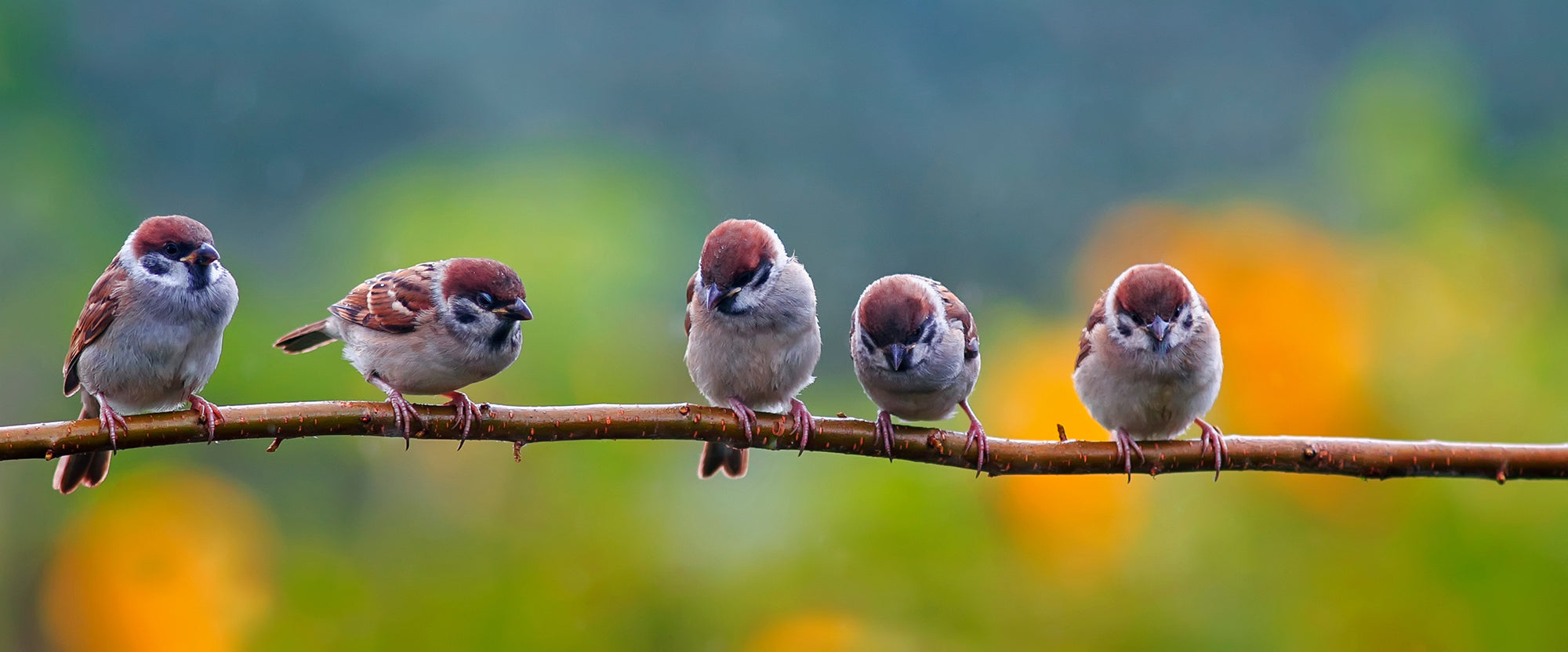 Five small birds on a branch with colorful orange and green background.