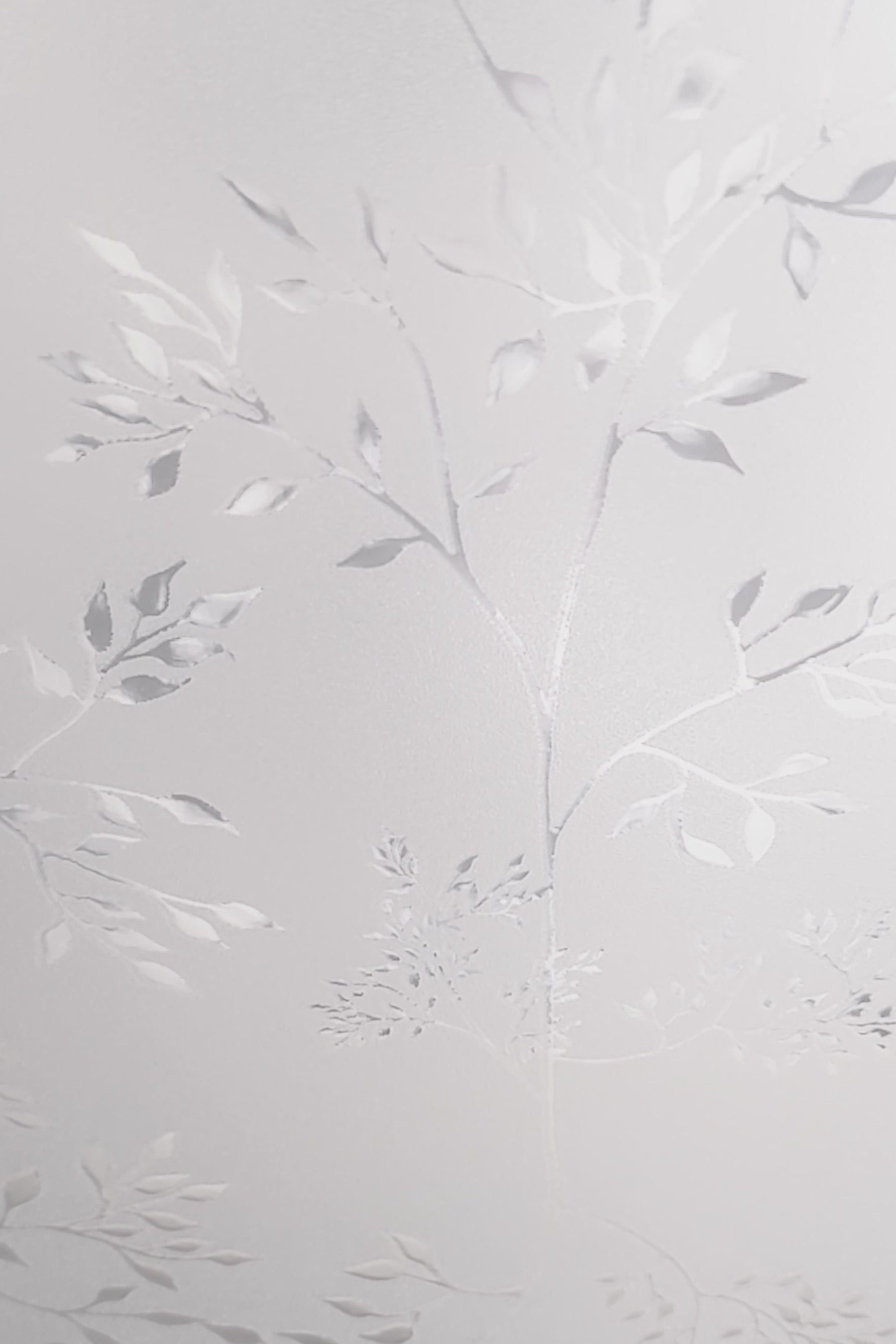 Load video: Elderberry