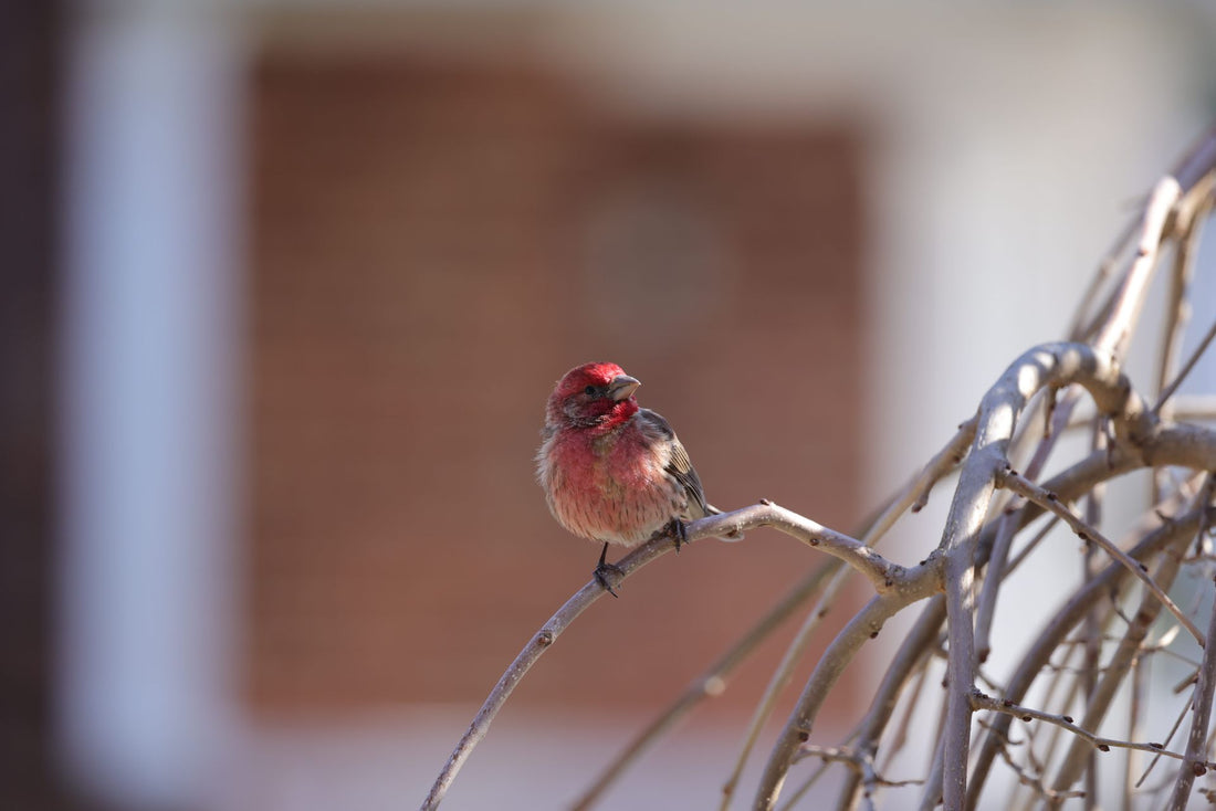 Bird-Friendly Windows: How to Help Birds See Glass