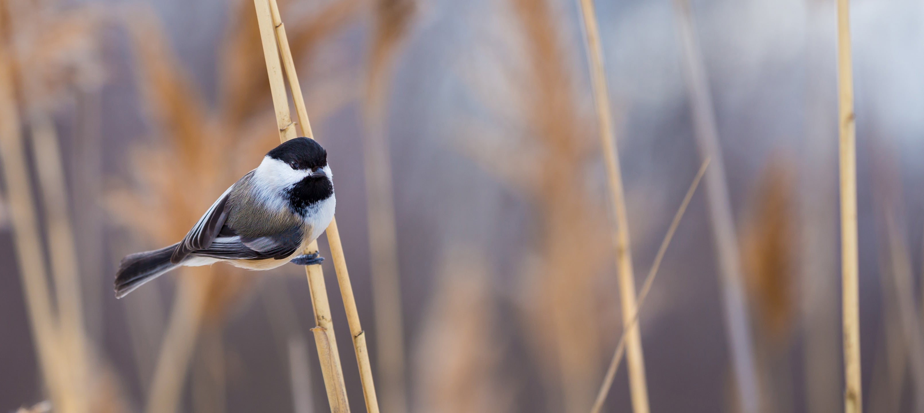 Bird Deflectors