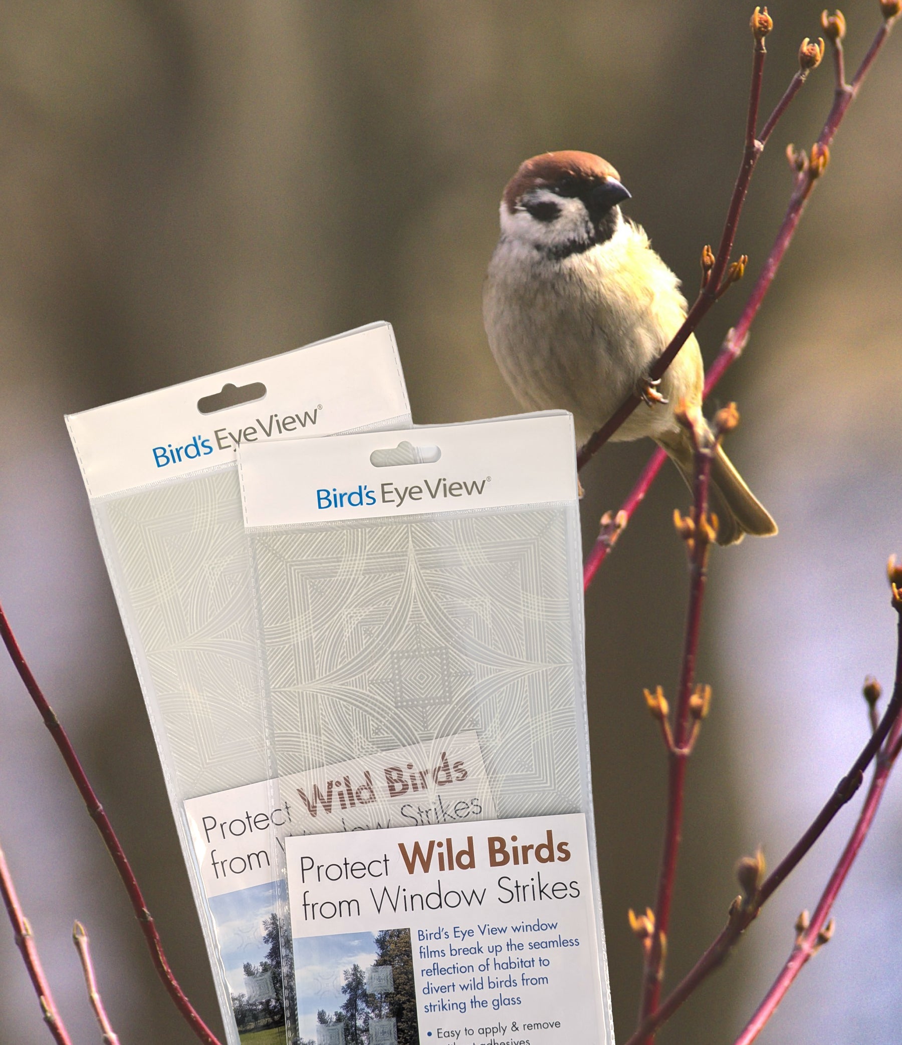 Clear 6" Bird Deflector