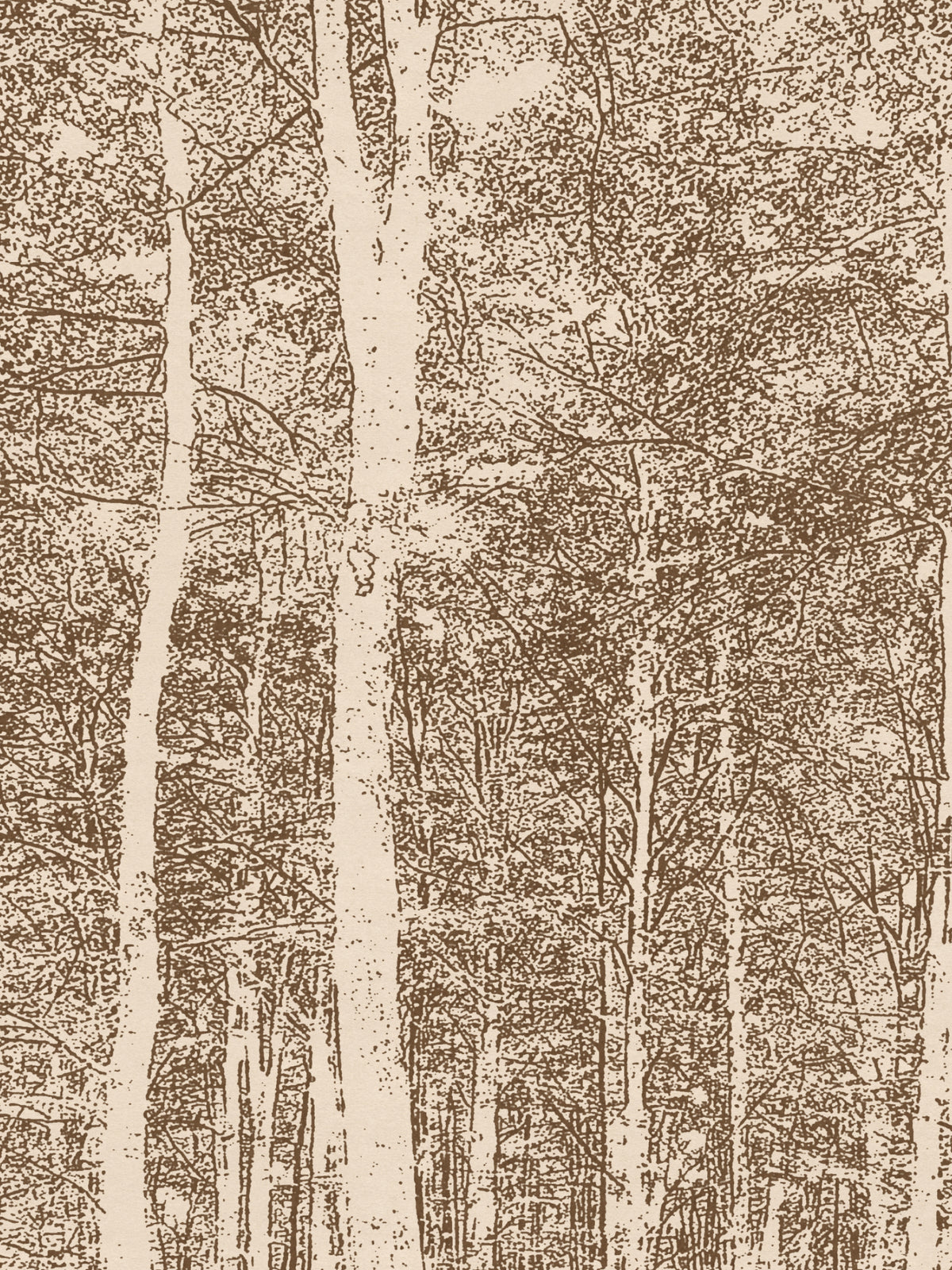 Aspen Woods - Summer Bark