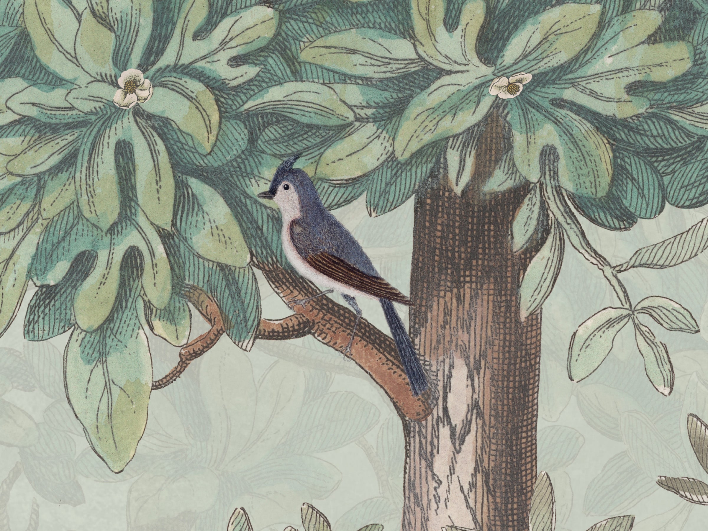 Blossom Season Apple Blossom - North American Birds
