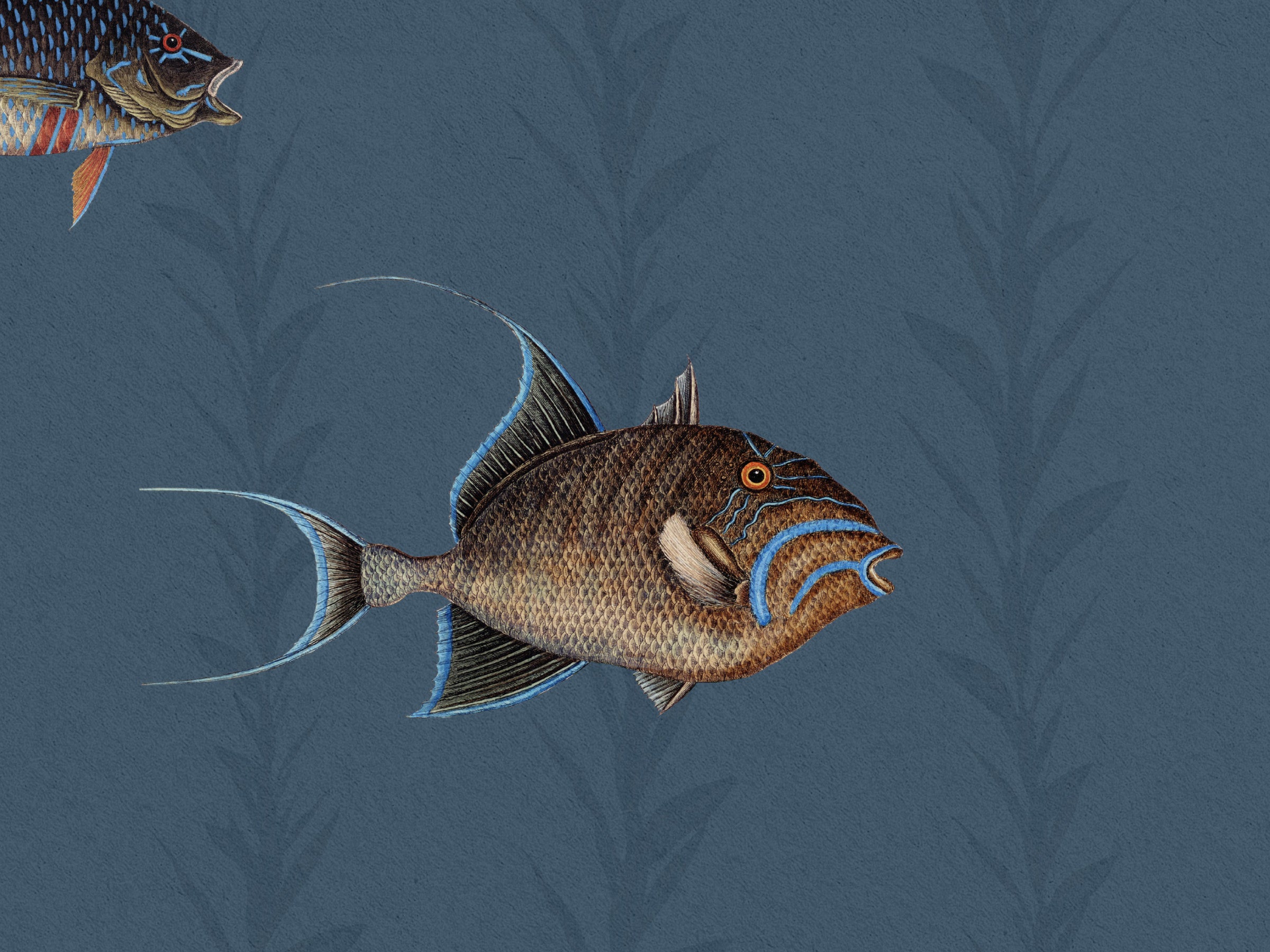 Catch of the Day Marina - Sea Kelp