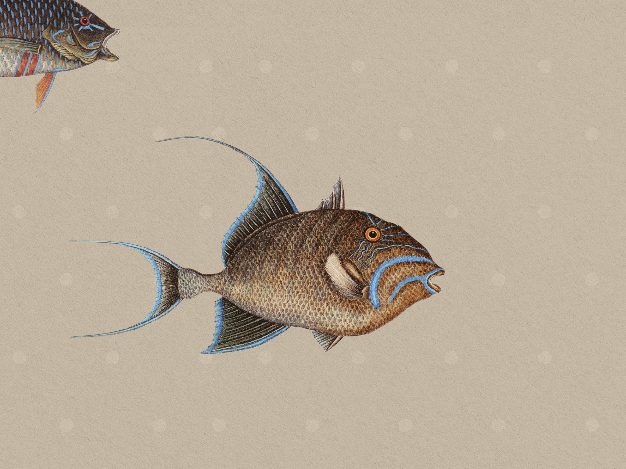 Catch of the Day Shore - Polka Dots
