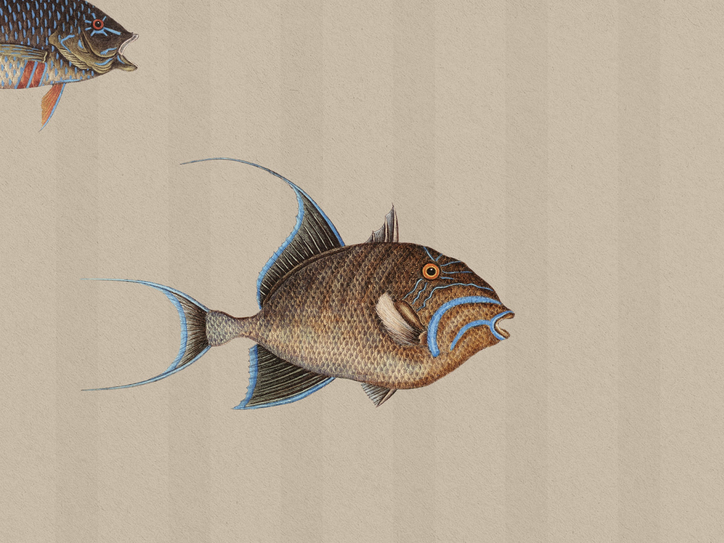 Catch of the Day Shore - Stripes