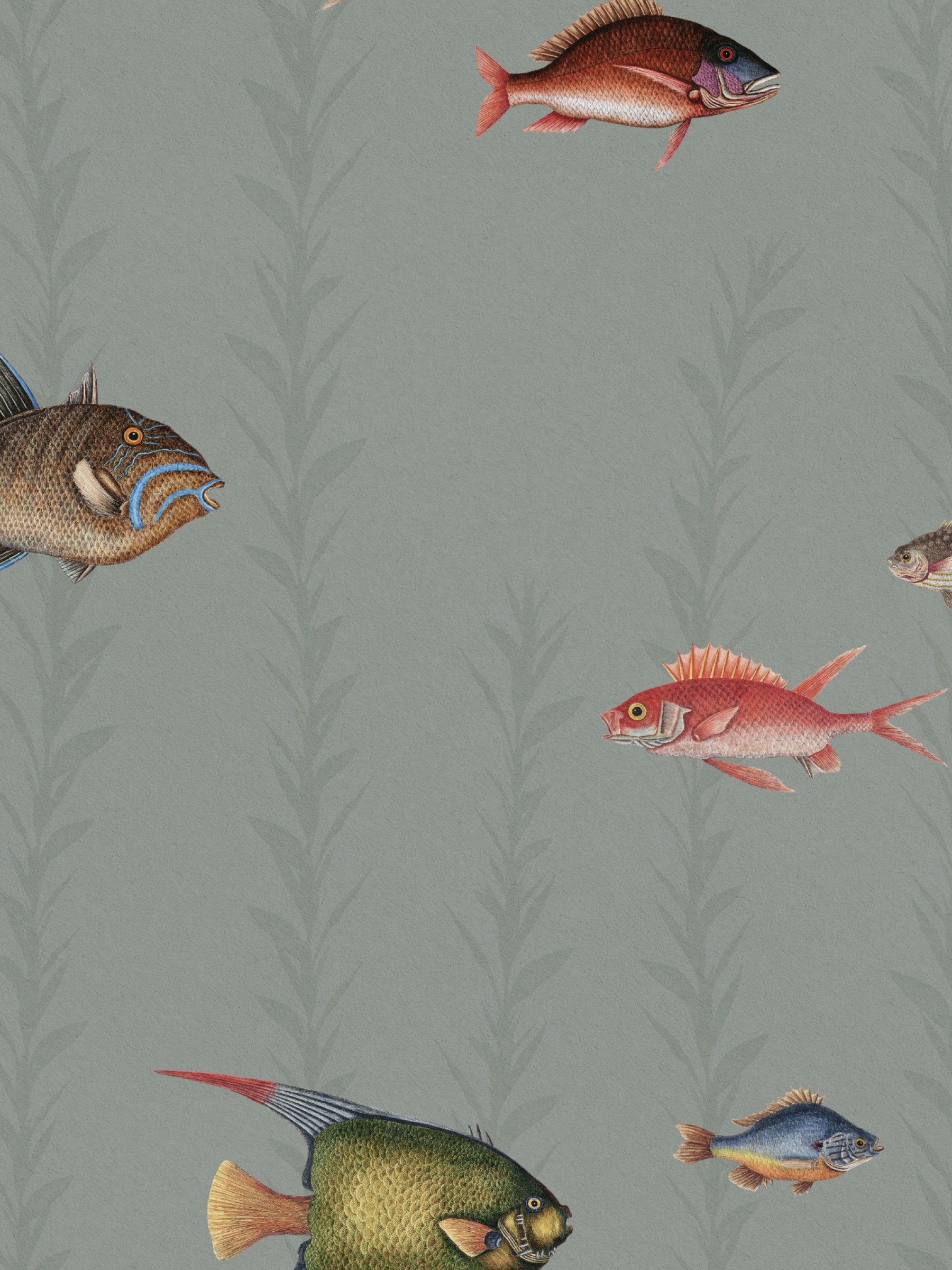 Catch of the Day Lagoon - Sea Kelp