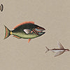 Catch of the Day Shore Texture