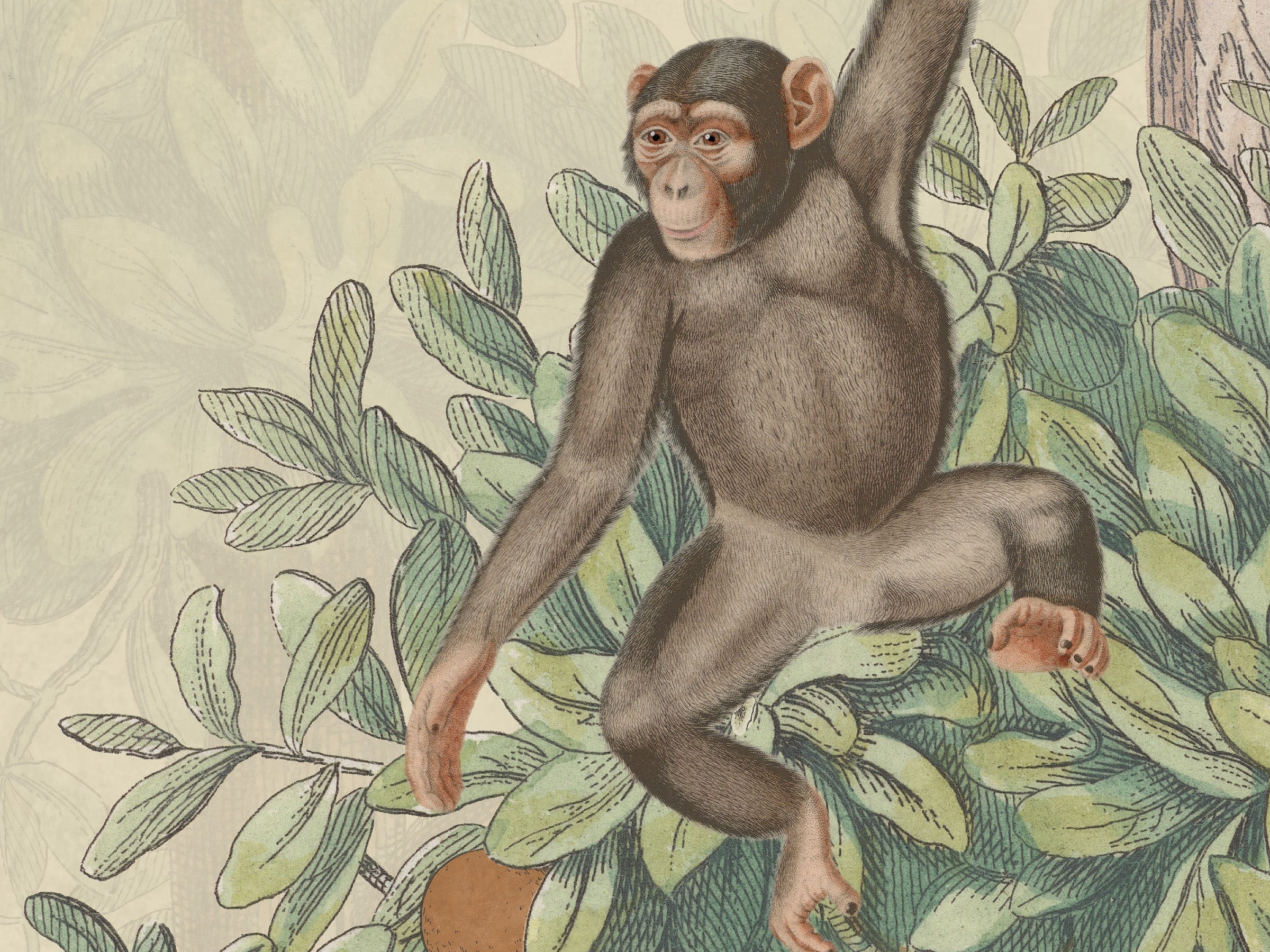 Mandarin Grove - Monkeys