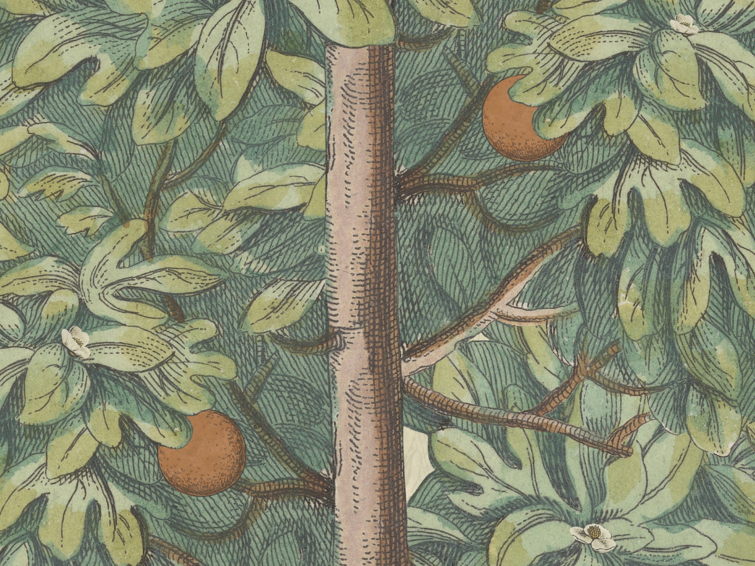 Mandarin Grove - Monkeys