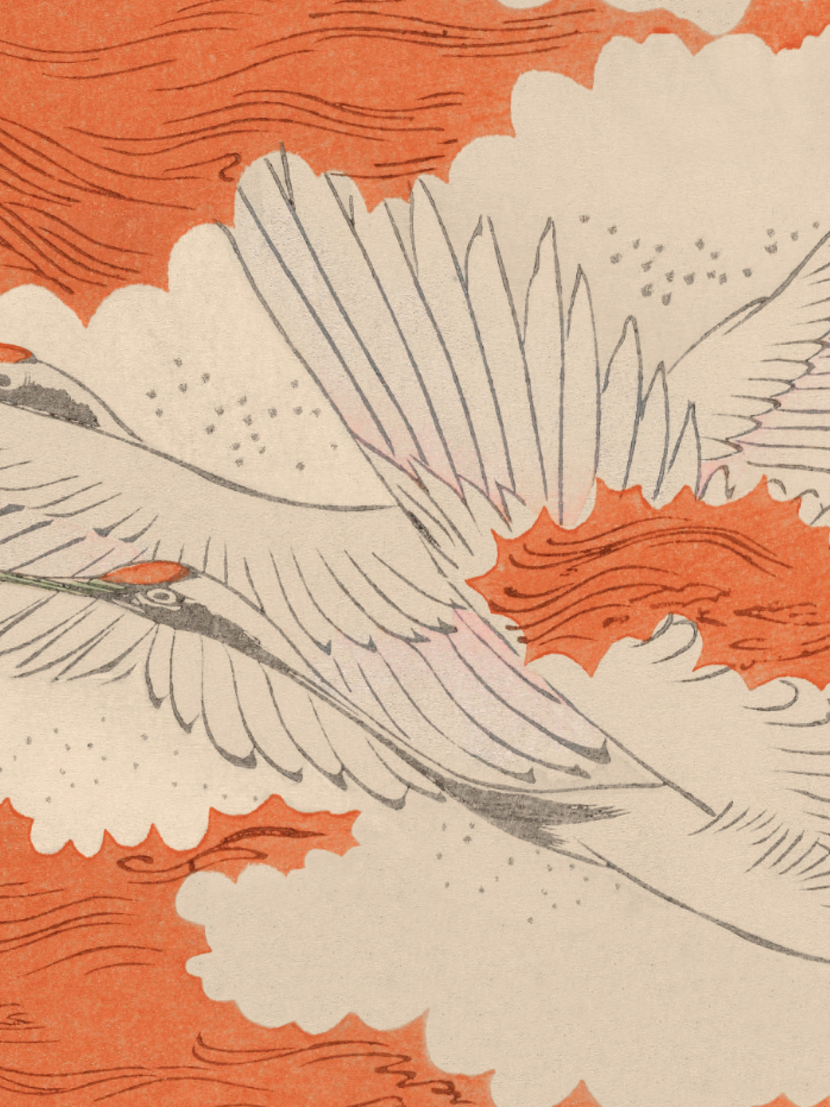 Migration - Ginger