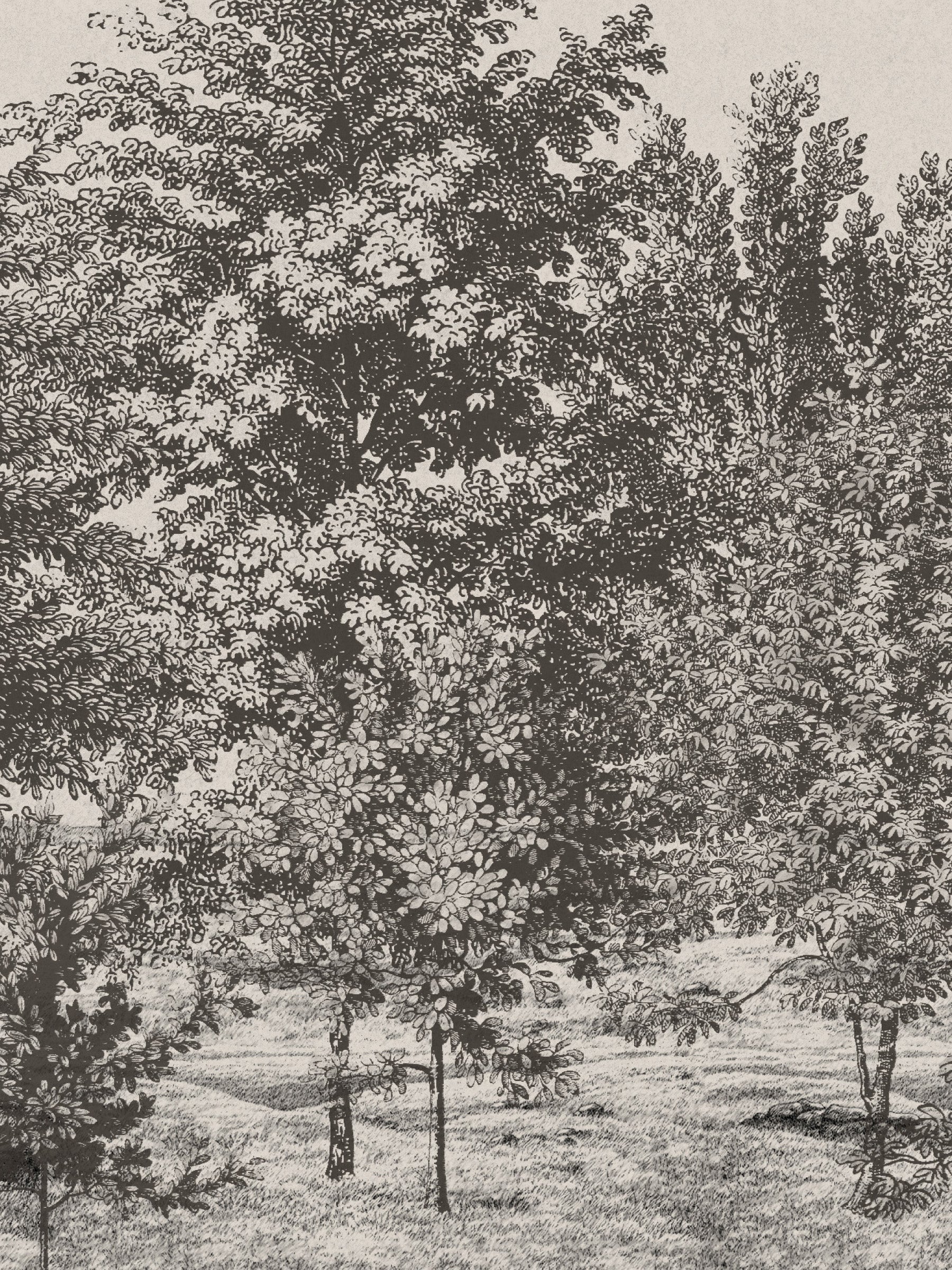 Spring Canopy - Buff
