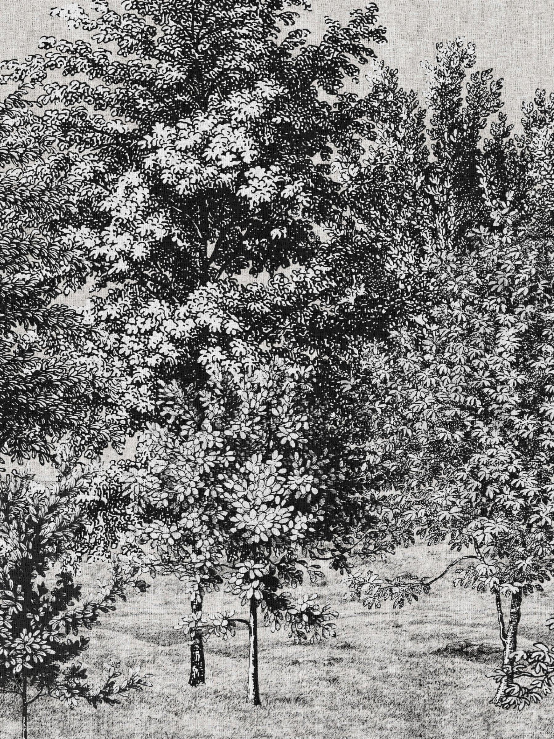 Spring Canopy - Ink