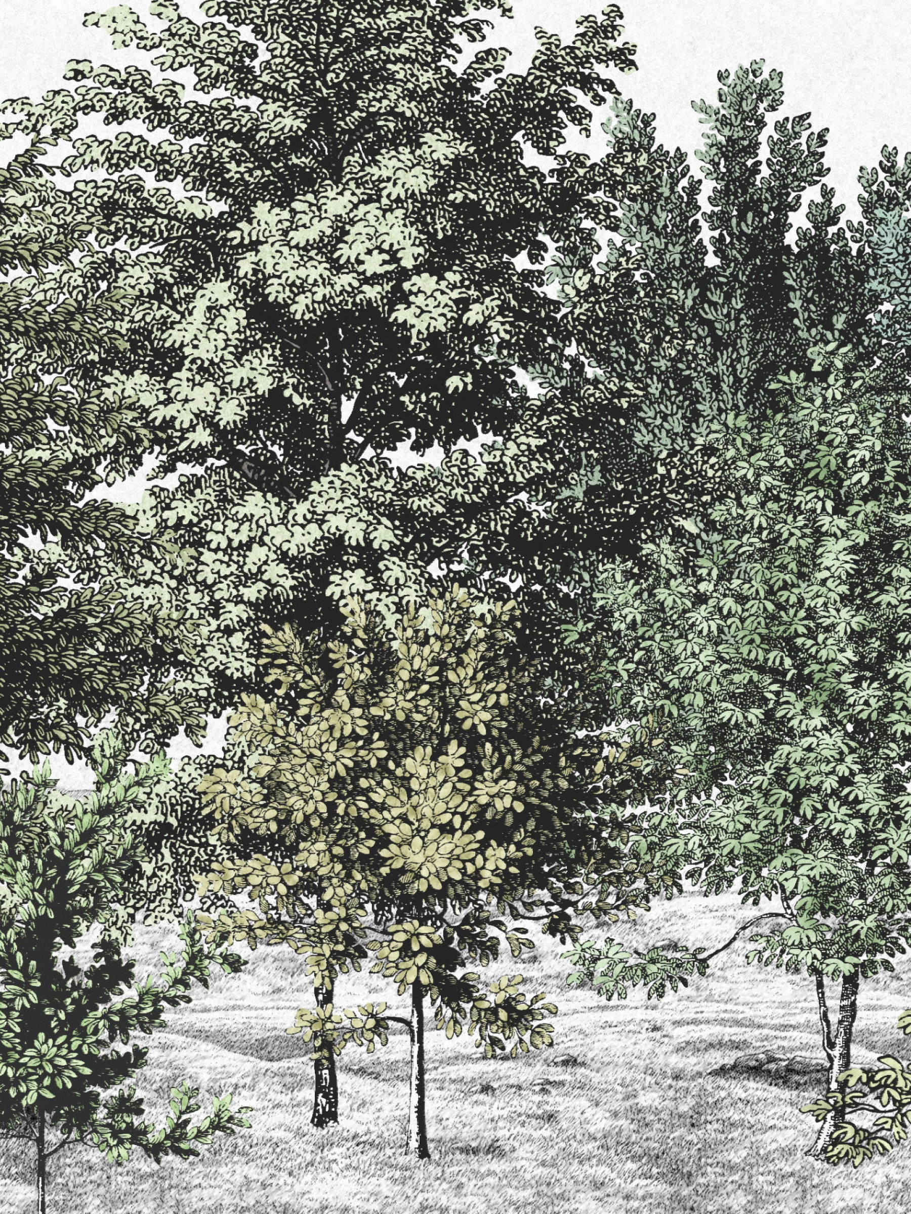 Spring Canopy - Verdant