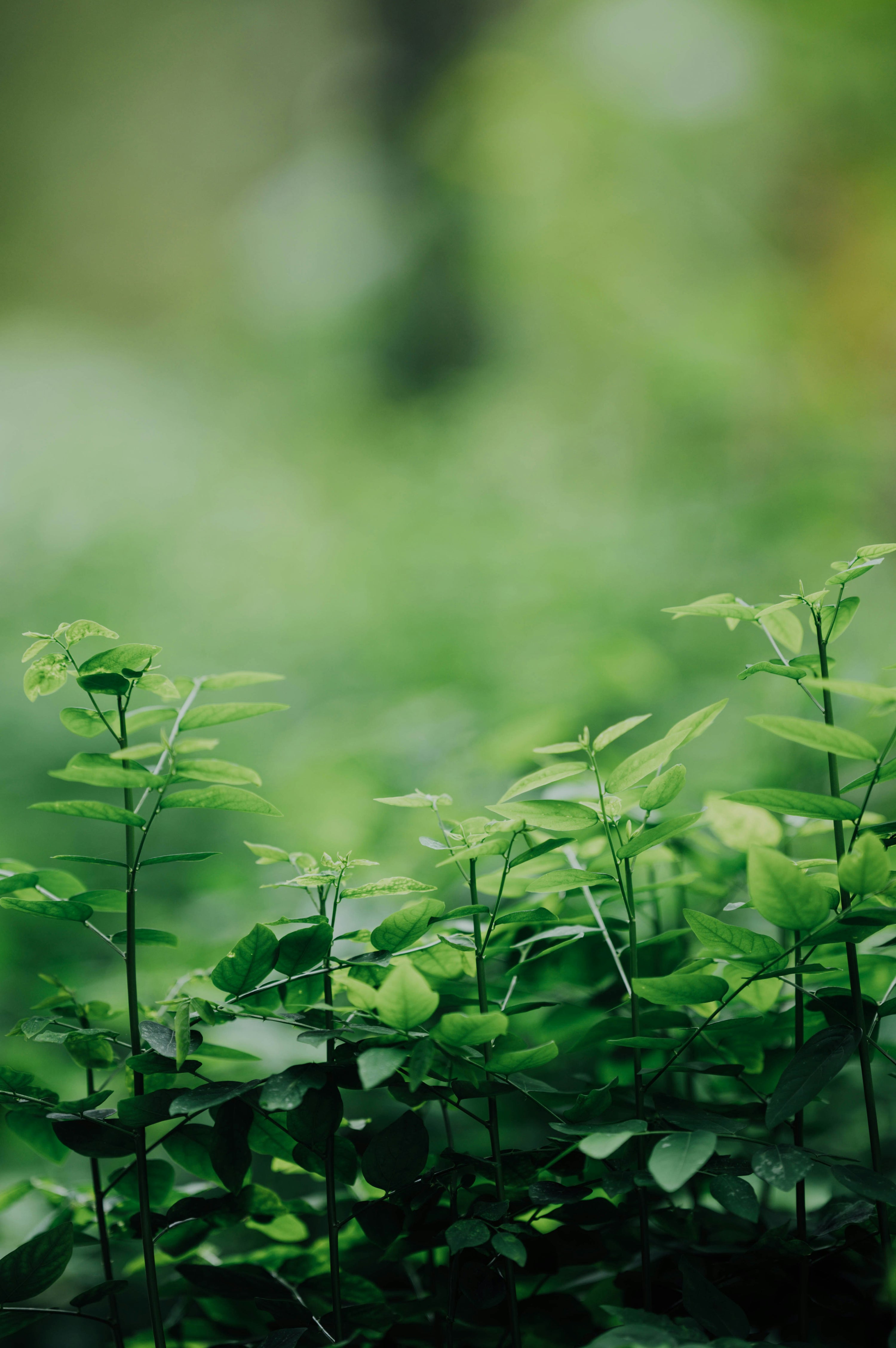 Sustainability